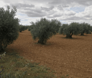 olivares