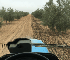 olivares