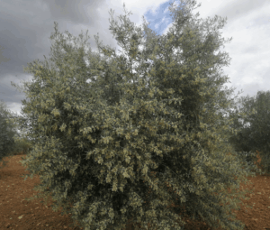 olivares