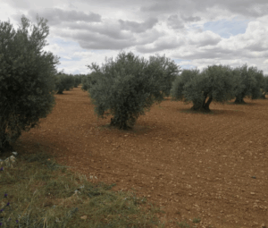Aceite de oliva cooperativa