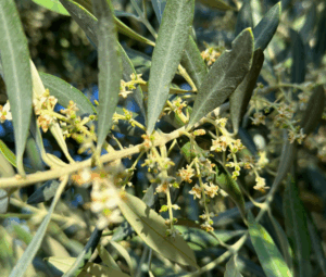 olivares
