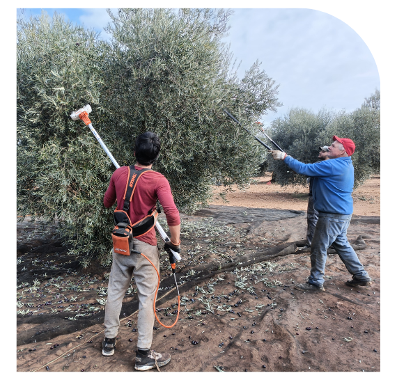 personas trabajando con oliveros
